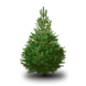 NORDMANN Nordmann Kerstboom Extra Extra Groot 250CM-270CM NORDMANN Nordmann Kerstboom Extra Extra Groot 250CM-270CM