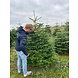 NORDMANN Nordmann Kerstboom Extra Extra Groot 250CM-270CM NORDMANN Nordmann Kerstboom Extra Extra Groot 250CM-270CM