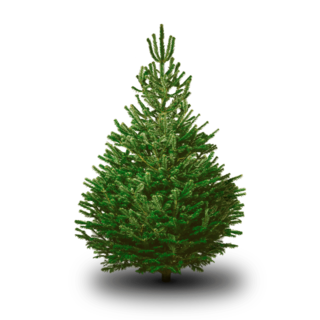 Kerstbomen