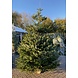 NORDMANN Nordmann Kerstboom Extra Extra Groot 250CM-270CM NORDMANN Nordmann Kerstboom Extra Extra Groot 250CM-270CM