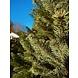 NORDMANN Nordmann Kerstboom Extra Extra Groot 250CM-270CM NORDMANN Nordmann Kerstboom Extra Extra Groot 250CM-270CM