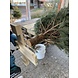 NORDMANN Nordmann Kerstboom Extra Extra Groot 250CM-270CM NORDMANN Nordmann Kerstboom Extra Extra Groot 250CM-270CM