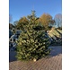NORDMANN Nordmann Kerstboom Extra Groot 220CM-250CM NORDMANN Nordmann Kerstboom Extra Groot 220CM-250CM