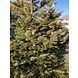 NORDMANN Nordmann Kerstboom Extra Groot 220CM-250CM NORDMANN Nordmann Kerstboom Extra Groot 220CM-250CM