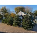 NORDMANN Nordmann Kerstboom Extra Groot 220CM-250CM NORDMANN Nordmann Kerstboom Extra Groot 220CM-250CM