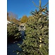 NORDMANN Nordmann Kerstboom Extra Groot 220CM-250CM NORDMANN Nordmann Kerstboom Extra Groot 220CM-250CM
