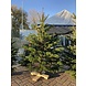 NORDMANN Nordmann Kerstboom Klein 120CM - 140CM NORDMANN Nordmann Kerstboom Klein 120CM - 140CM