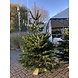 NORDMANN Nordmann Kerstboom Mini 100CM - 120CM NORDMANN Nordmann Kerstboom Mini 100CM - 120CM