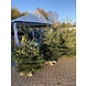 NORDMANN Nordmann Kerstboom Mini 100CM - 120CM NORDMANN Nordmann Kerstboom Mini 100CM - 120CM