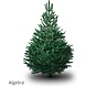 NORDMANN Budget nordmann kerstboom groot 180 CM - 220 CM NORDMANN Budget nordmann kerstboom groot 180 CM - 220 CM