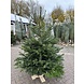 NORDMANN Budget nordmann kerstboom groot 180 CM - 220 CM NORDMANN Budget nordmann kerstboom groot 180 CM - 220 CM