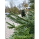 NORDMANN Budget nordmann kerstboom groot 180 CM - 220 CM NORDMANN Budget nordmann kerstboom groot 180 CM - 220 CM
