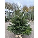 NORDMANN Budget nordmann kerstboom groot 180 CM - 220 CM NORDMANN Budget nordmann kerstboom groot 180 CM - 220 CM