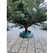 NORDMANN Budget nordmann kerstboom groot 180 CM - 220 CM NORDMANN Budget nordmann kerstboom groot 180 CM - 220 CM