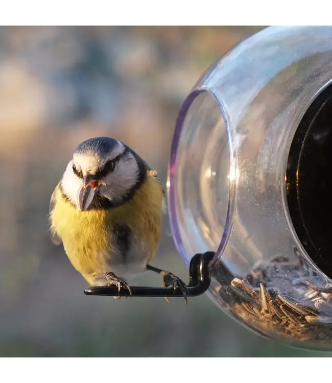 Bird feeder