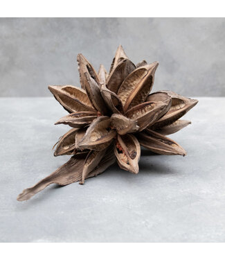 Couronne Sororoca head naturel
