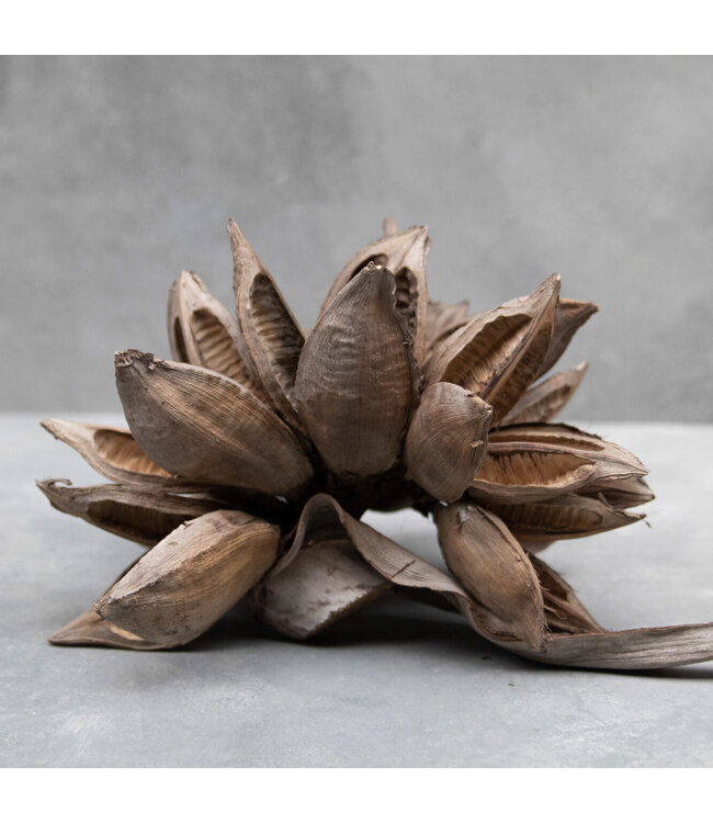 Sororoca head naturel