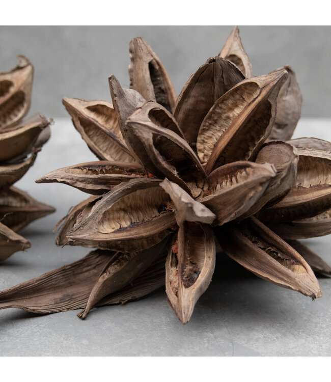 Sororoca head naturel