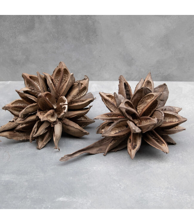 Sororoca head naturel