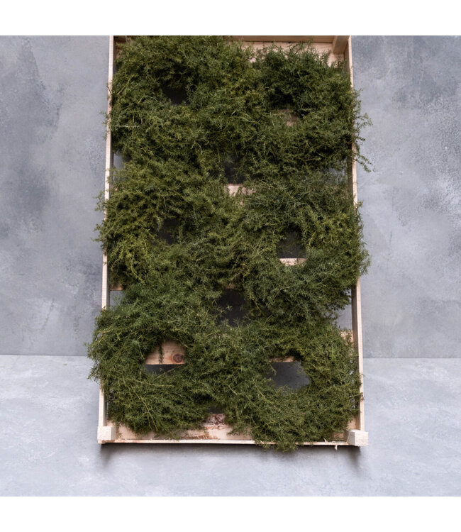 Asparagus Krans - 28 cm