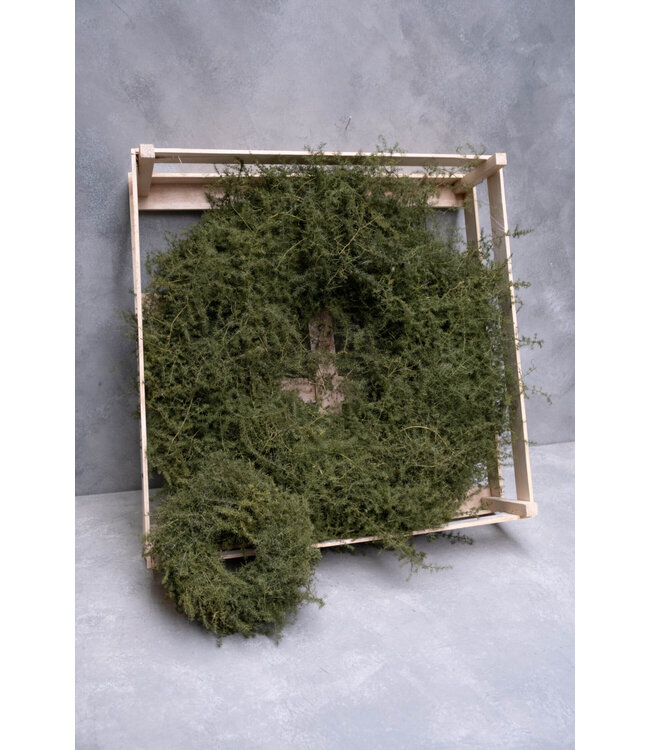 Asparagus Krans - 28 cm