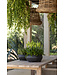 Tafel Jacoba - Large