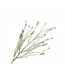Pimpernel tak groen - 116cm