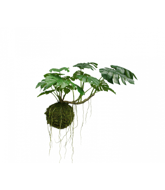 Monstera hangend groen - 60cm - 157630