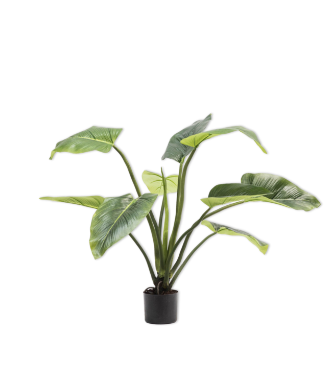 Alocasia Groen - 91 cm - 120099