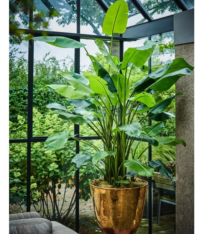 Strelitzia Groen - 183cm - 120101