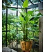 Strelitzia Groen - 183cm - 120101