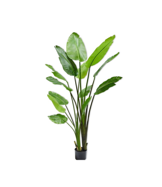 Strelitzia Groen - 183cm - 120101