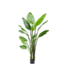 Strelitzia Groen - 183cm - 120101