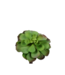 Silk-ka Succulent steker paars/groen - 15 cm