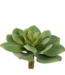 Silk-ka Succulent steker groen - 25 cm