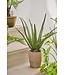 Aloe in pot groen -   53cm - 156090