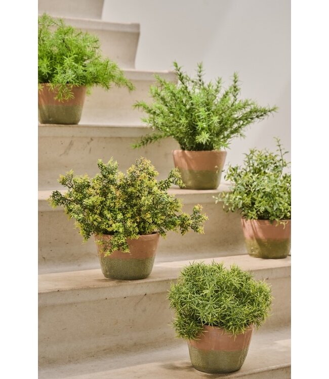 Asparagus in pot groen - 38cm - 156107