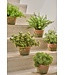 Asparagus in pot groen - 38cm - 156107