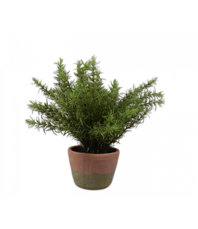 Asparagus in pot groen - 38cm - 156107