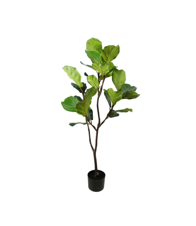 Ficus plant groen - 120cm - 157614