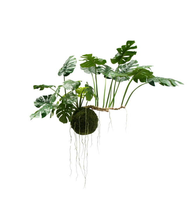 Monstera hangend groen - 80cm - 157629