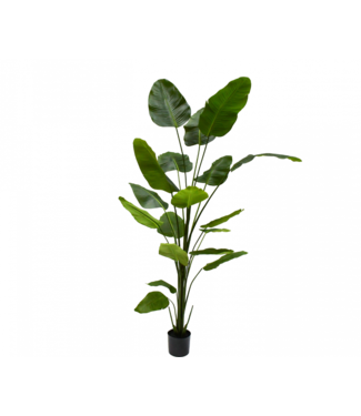Silk-ka Strelitzia plant groen - 240cm