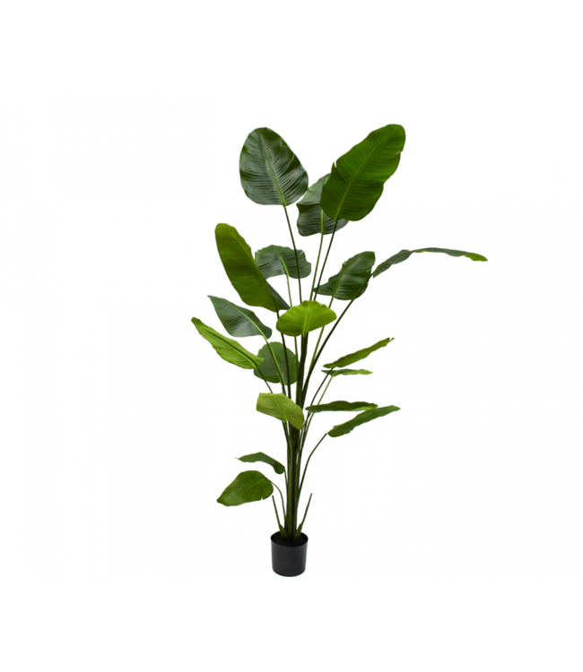Strelitzia plant groen - 240cm - 157623