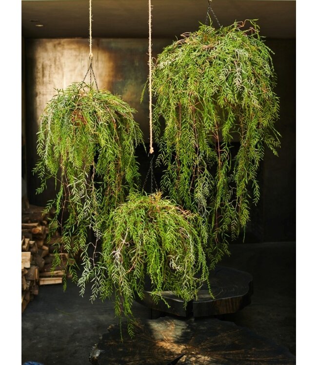 Hangplant groen - 120cm - 144053