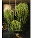 Hangplant groen - 120cm - 144053