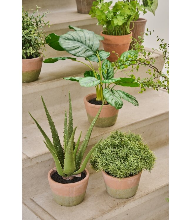 Aloe in pot groen - 40cm - 156091