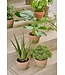 Aloe in pot groen - 40cm - 156091