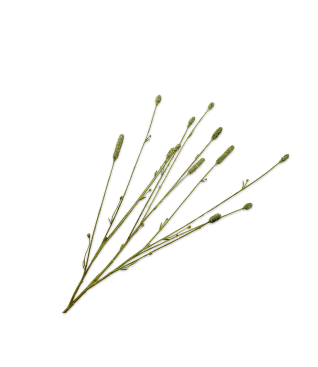 Pimpernel tak groen - 84cm - 155277