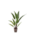 Silk-ka Banaan plant groen - 91cm
