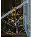 Kerstboom Alex - H1.2m